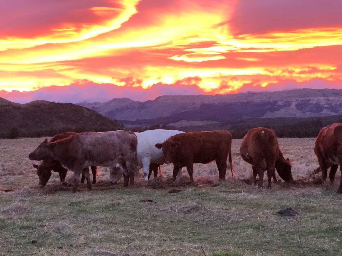 Mohaka River Farm Te Haroto Kültér fotó